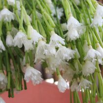 Рипсалис шишковатый (Rhipsalis clavata) Рипсалис шишковатый (Rhipsalis clavata)