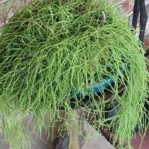 Рипсалис вальковатый (Rhipsalis teres) Рипсалис вальковатый (Rhipsalis teres)