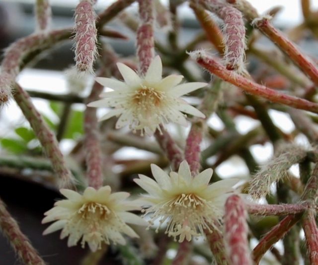 Рипсалис пилокарпа (Rhipsalis pilocarpa) Рипсалис пилокарпа (Rhipsalis pilocarpa)