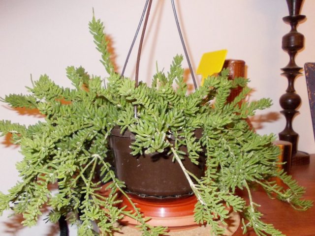 Рипсалис мезимбриантемовидный (Rhipsalis mesembryanthemoides) Рипсалис мезимбриантемовидный (Rhipsalis mesembryanthemoides)