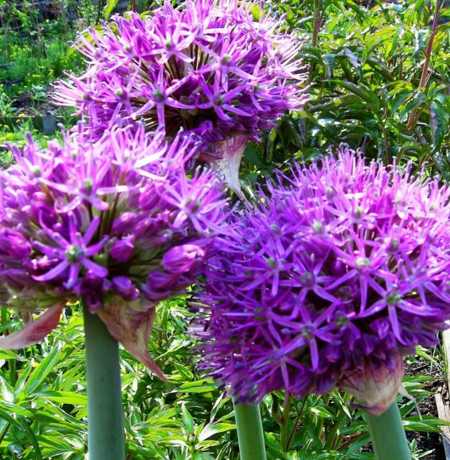 Гигантский лук (Allium giganteum) красив и монументален в цветении Гигантский лук (Allium giganteum) красив и монументален в цветении