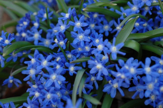 Пролески (scilla) устойчивы везде Пролески (scilla) устойчивы везде