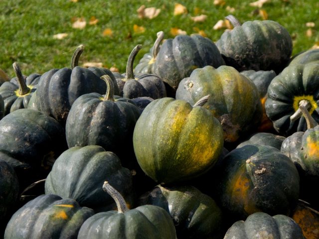 Тыква-желудь — полезный овощ без тыквенного запаха и вкуса Тыква-желудь — полезный овощ без тыквенного запаха и вкуса