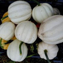 Тыква «Белый желудь» (White Acorn) Тыква «Белый желудь» (White Acorn)