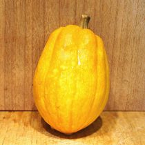 Тыква «Желудь золотой» (Table Gold Acorn Squash) Тыква «Желудь золотой» (Table Gold Acorn Squash)