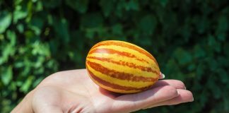 Вьетнамская дыня — развенчиваем мифы, разгадываем загадки