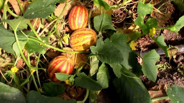 Вьетнамская дыня (Cucumis melo var. Saccharinus) Вьетнамская дыня (Cucumis melo var. Saccharinus)