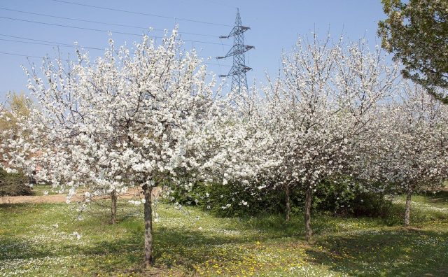 Вишня обыкновенная, или кислая (Prunus cerasus) исключительно культурное растение Вишня обыкновенная, или кислая (Prunus cerasus) исключительно культурное растение