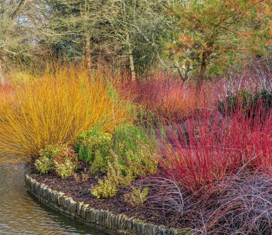 Звезды межсезонья — растения с самыми красивыми ветвями и корой