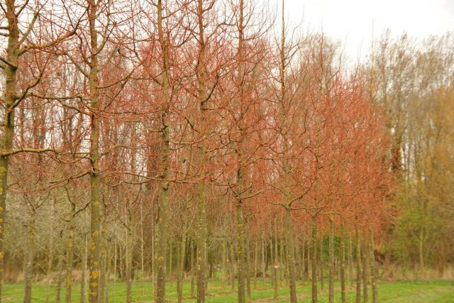 Липа мелколистная «Винтер Оранж» (Winter Orange) Липа мелколистная «Винтер Оранж» (Tilia cordata 'Winter Orange')