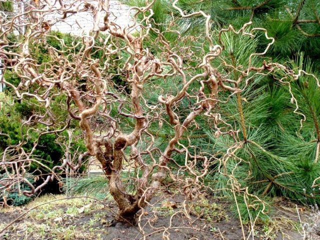 Ива матсудана «Тортуоза» (Salix matsudana 'Tortuosa') Ива матсудана «Тортуоза» (Salix matsudana 'Tortuosa')