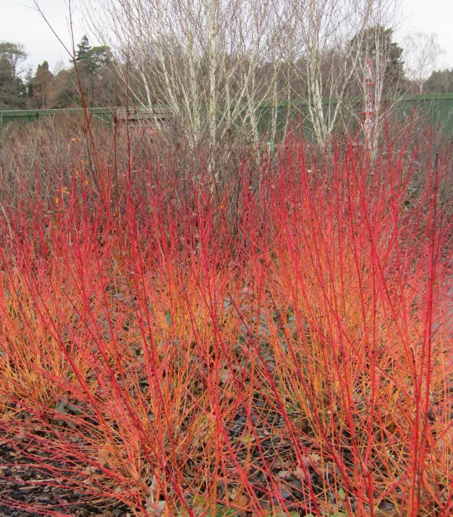 Дерен «Зимний огонь» (Midwinter Fire) Дерен «Зимний огонь» (Cornus 'Midwinter Fire')