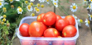 12 сортов томатов, испытанных мною в прошлом году - Сад и огород 12 сортов томатов, испытанных мною в прошлом году