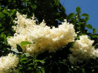 Сирень амурская (Syringa amurensis) Сирень амурская (Syringa amurensis)