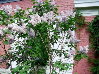 Сирень обыкновенная (Syringa vulgaris) Сирень обыкновенная (Syringa vulgaris)