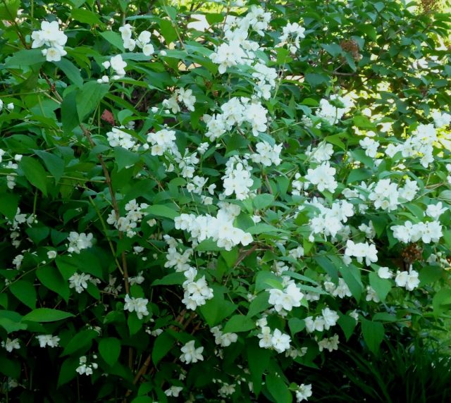 Чубушник венечный (Philadelphus coronarius) Чубушник венечный (Philadelphus coronarius)