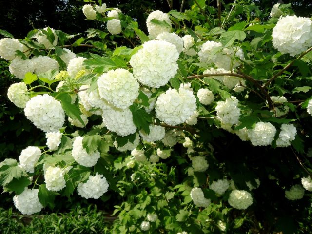 Калина обыкновенная «Буль де Неж» (Viburnum opulus Boule de Neige) Калина обыкновенная «Буль де Неж» (Viburnum opulus Boule de Neige)