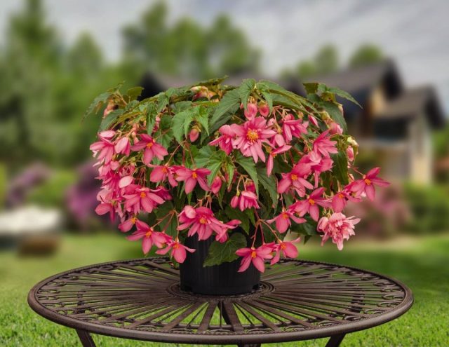 Бегония гибридная (Begonia × hybrida) Бегония гибридная (Begonia × hybrida)