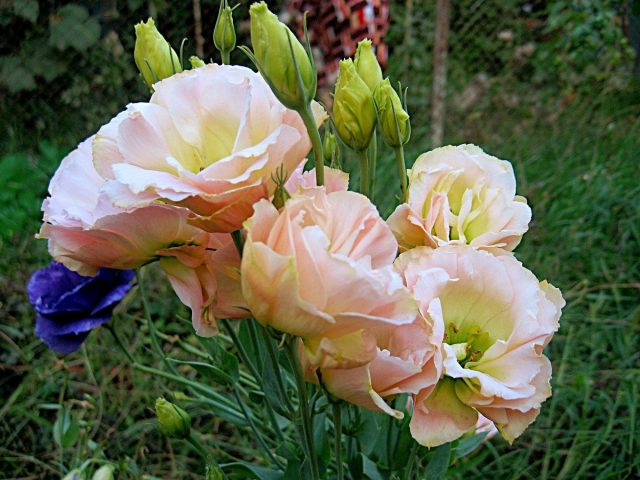 Эустома (Eustoma) Эустома (Eustoma)