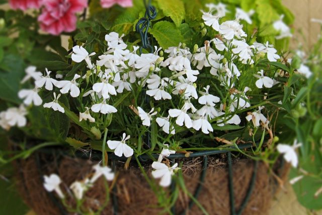 Лобелия (Lobelia) Лобелия (Lobelia)