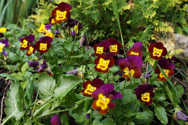 Виола рогатая (Viola cornuta) Виола рогатая (Viola cornuta)