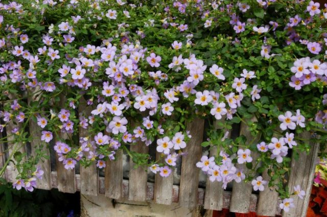 Бакопа (Bacopa) Бакопа (Bacopa)
