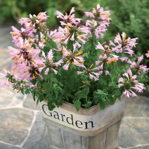 Агастахе (Agastache) 'Arizona Sunset' Агастахе (Agastache) 'Arizona Sunset'