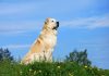 Почему алабай — идеальная собака для загородной жизни?