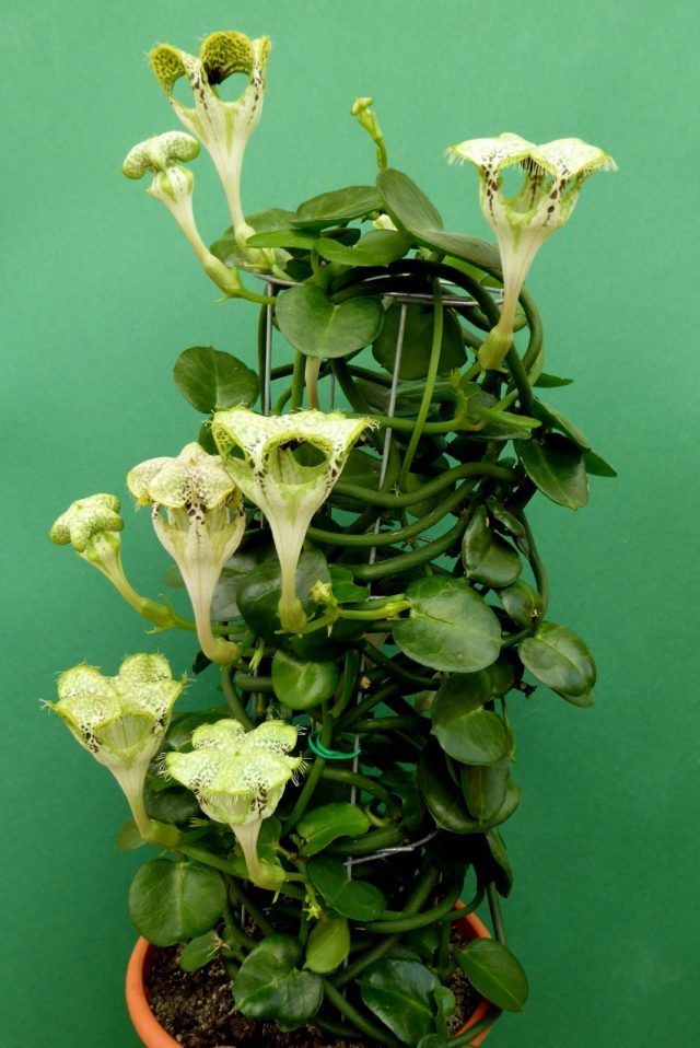 Церопегия ползучая, или Сандерсона (Ceropegia sandersonii) Церопегия ползучая, или Сандерсона (Ceropegia sandersonii)
