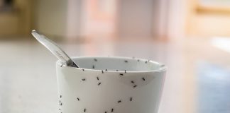 Муравьи - частые незваные бесцеремонные гости в наших домах