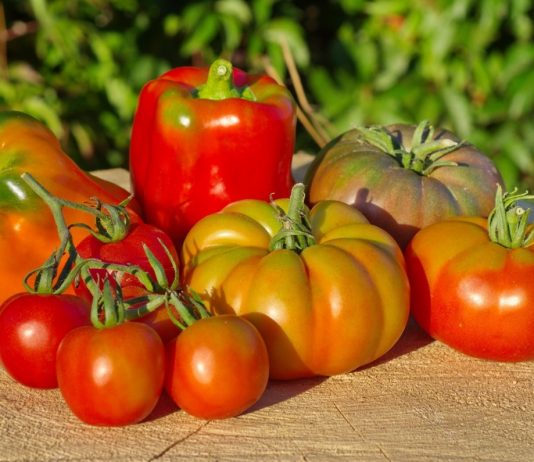 Лучшие сорта томатов и перцев для холодных регионов - ООО «Евросемена» г.Барнаул Лучшие сорта томатов и перцев для холодных регионов