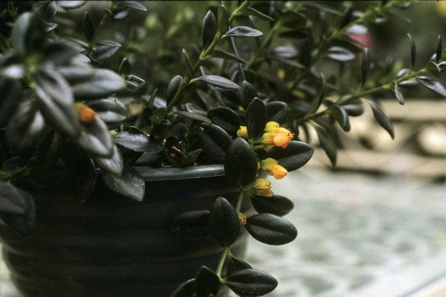 Гипоцирта голая (Hypocyrta glabra), или Нематантус мелкощетинистый (Nematanthus strigillosus) Гипоцирта голая (Hypocyrta glabra), или Нематантус мелкощетинистый (Nematanthus strigillosus)