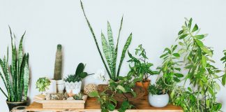 Какие комнатные растения подойдут для аллергиков?