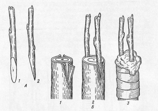 Рис. 1. Техника прививки «за кору» Рис. 1. Техника прививки