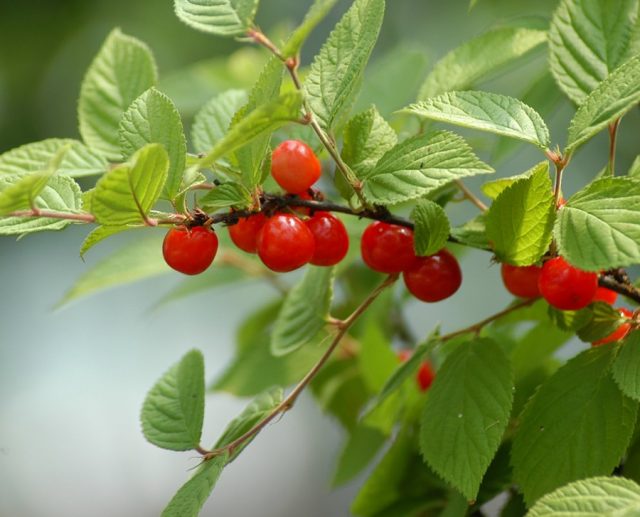 Вишня войлочная (Prunus tomentosa) Вишня войлочная (Prunus tomentosa)