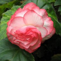 Бегония 'Picotee White-Red' Бегония 'Picotee White-Red'