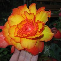 Бегония 'Picotee Yellow-Red' Бегония 'Picotee Yellow-Red'
