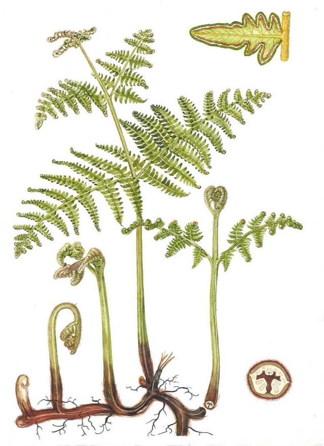 Орляк обыкновенный (Pteridium aquilinum) Орляк обыкновенный (Pteridium aquilinum)