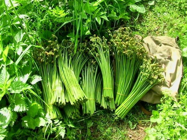 Собранные рахисы Собранные рахисы