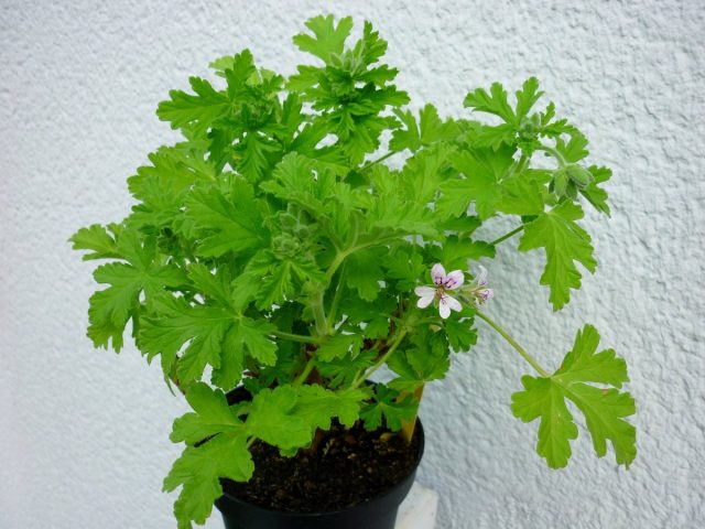 Пеларгония душистая (Pelargonium graveolens) Пеларгония душистая (Pelargonium graveolens)