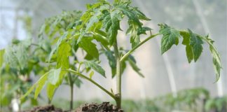 Комплексный уход за овощными культурами подразумевает не только выбор лучшего сорта, но и уход за почвой