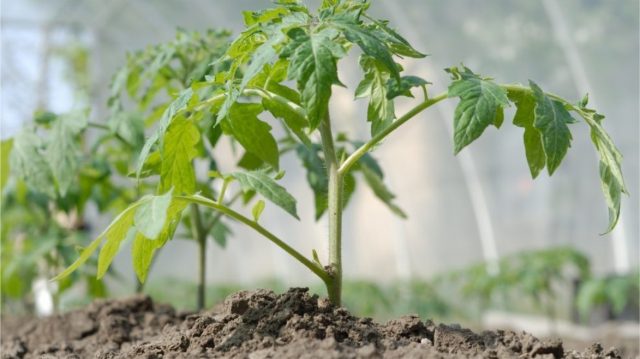 Комплексный уход за овощными культурами подразумевает не только выбор лучшего сорта, но и уход за почвой Комплексный уход за овощными культурами подразумевает не только выбор лучшего сорта, но и уход за почвой