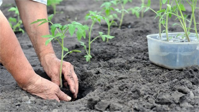 От того, какая разовьется рассада, будет зависеть иммунитет взрослого растения и урожай От того, какая разовьется рассада, будет зависеть иммунитет взрослого растения и урожай