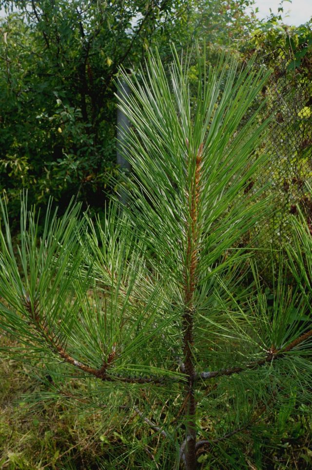 Молодой саженец сосны желтой, или Сосны Пондероза (Pinus ponderosa) в нашем саду Молодой саженец сосны желтой, или Сосны Пондероза (Pinus ponderosa) в нашем саду