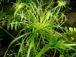 Папирус (Cyperus papyrus) Папирус (Cyperus papyrus)