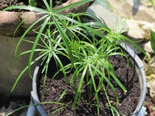 Циперус очереднолистный (Cyperus alternifolius) Циперус очереднолистный (Cyperus alternifolius)