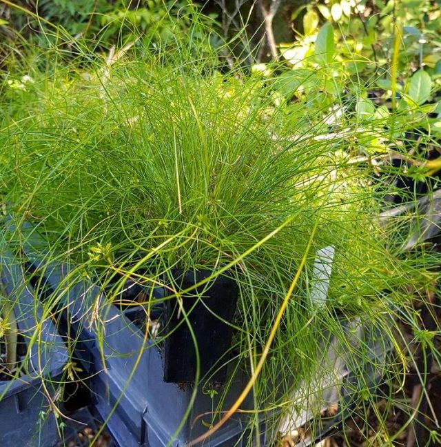 Циперус изящный (Cyperus gracilis) Циперус изящный (Cyperus gracilis)