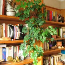 Циссус ромболистный, или Ромбический (Cissus rhombifolia) Циссус ромболистный, или Ромбический (Cissus rhombifolia)