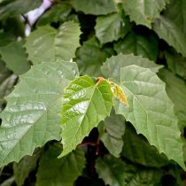 Циссус антарктический (Cissus antarctica) Циссус антарктический (Cissus antarctica)