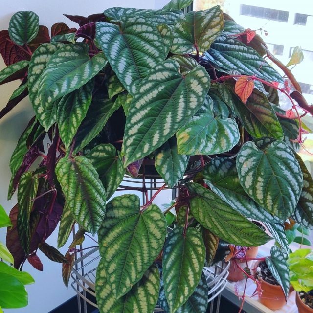 Циссус яванский (Cissus javana) Циссус яванский (Cissus javana)